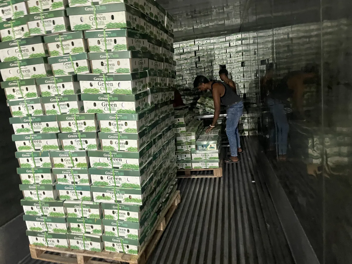 Palletized cartons of farm-fresh green chillies being loaded inside a refrigerated container